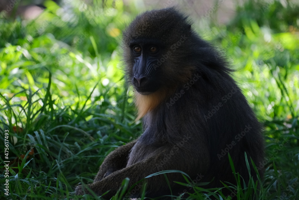 Fototapeta premium Sitting Baboon