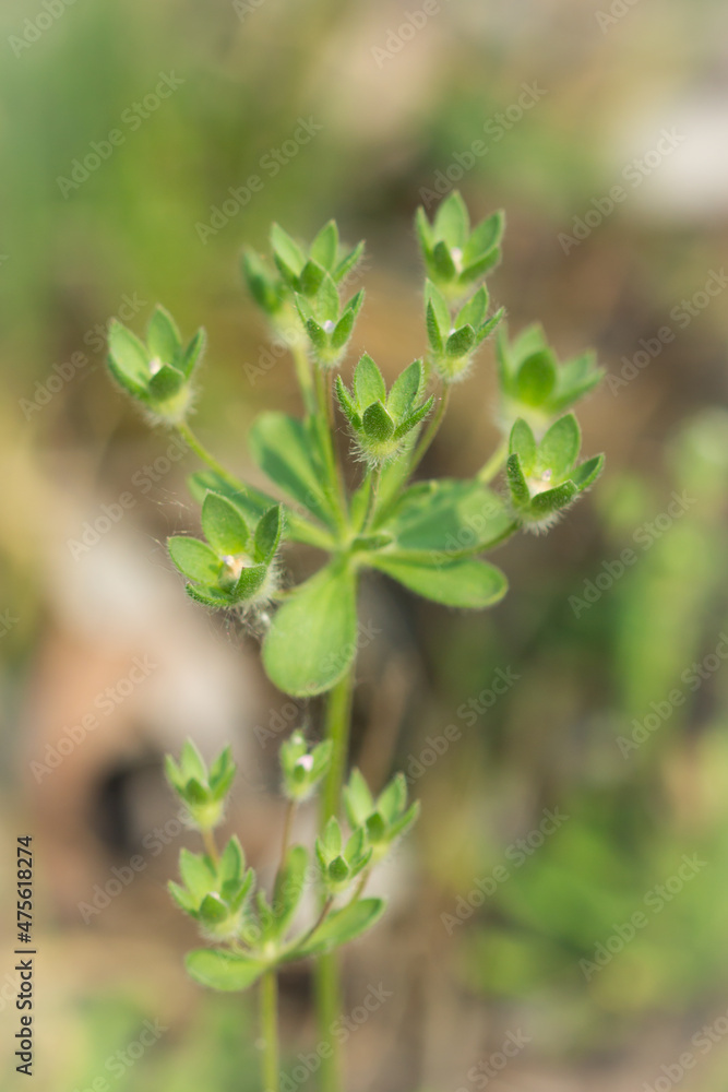 Androsace maxima, of the family Primulaceae. Androsace maxima, of the family Primulaceae.