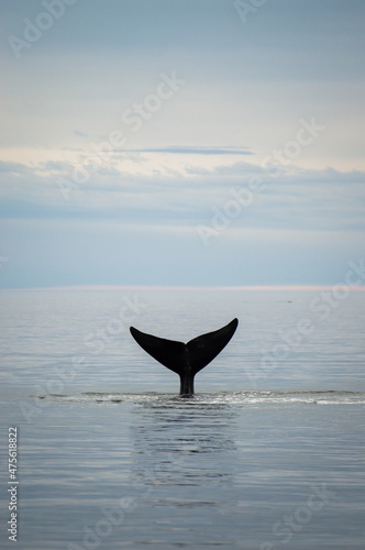 Whale in the sea