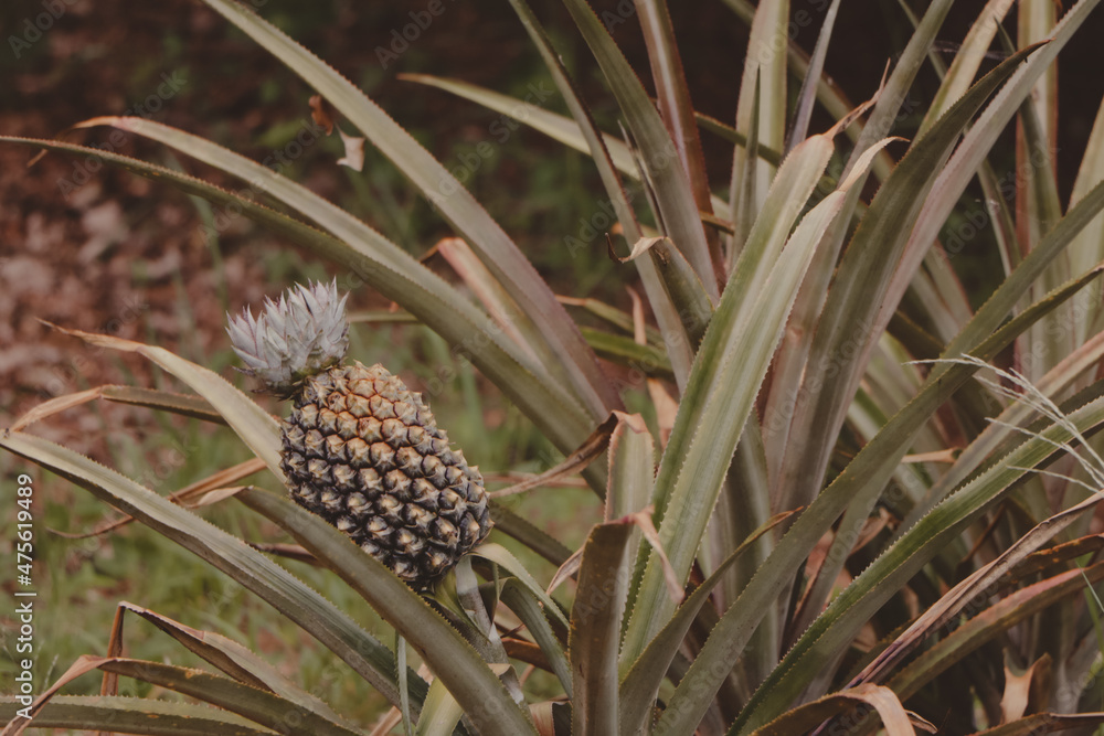 Fototapeta premium pineapple fruit growing on the bush
