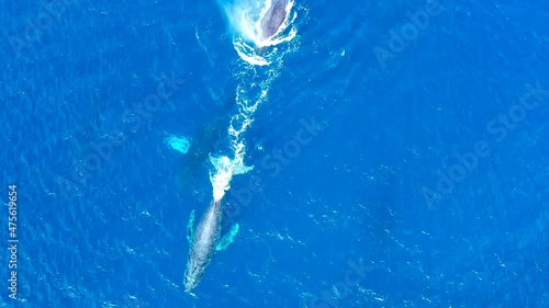 A large group of male Humpback whales chase a female in a heat run.  The males are ultra aggressive with each other.