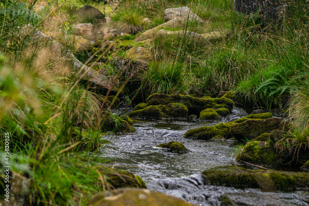 Thin hillside river with abundance of greenery and mossy pebbles. Calm flowing stream Thin hillside river with abundance of greenery and mossy pebbles. Calm flowing stream