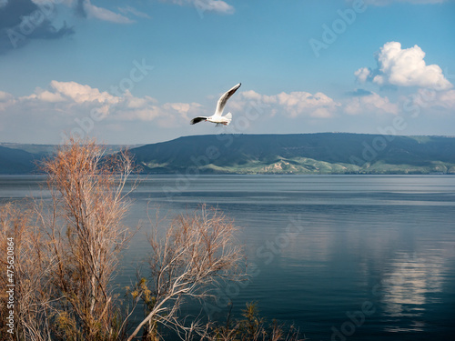 Sea of ​​Kenneret, Sea of ​​Galilee on a beautiful sunny autumn day. The sea gull hovers over the blue waters. Israel