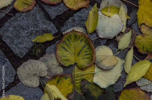 Top view of dry fallen leaves on the ground in the park photo