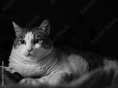 Closeup grayscale of an adorable cat lyling and looking attentively at something photo