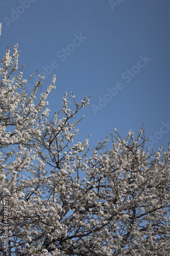 Plum tree blossom blue sky background