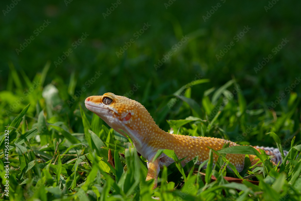 Common leopard gecko on the ground Common leopard gecko on the ground
