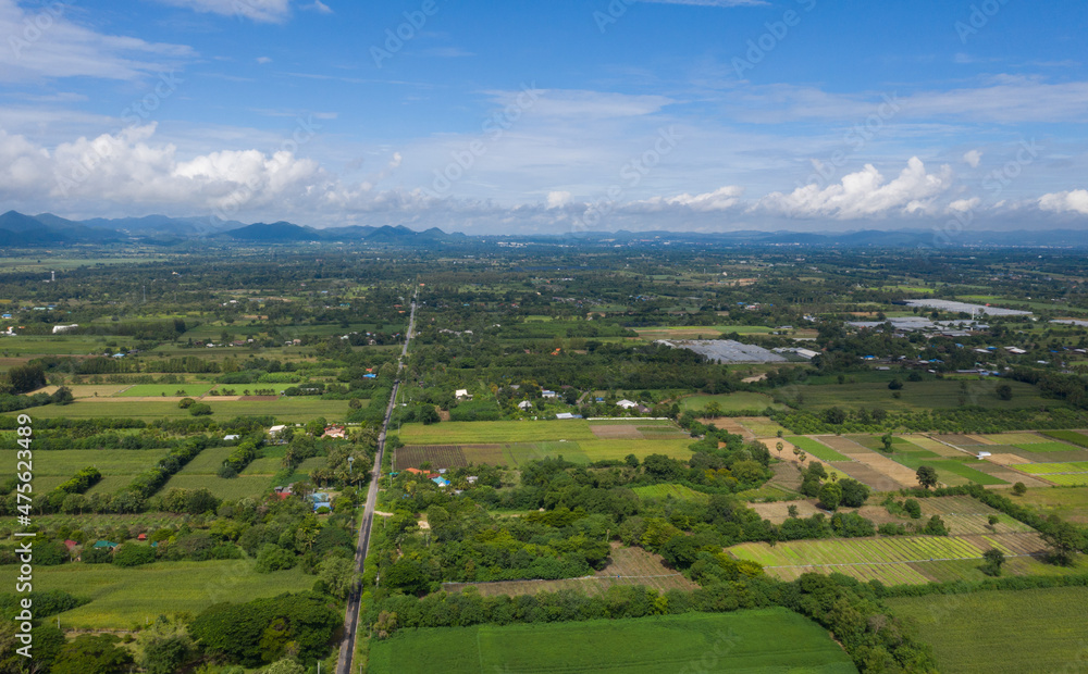top view forest background, big tree top view forest background, big tree