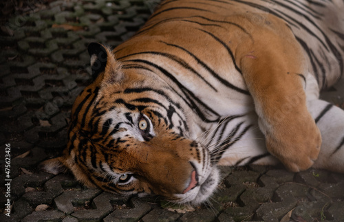 closeup tiger sleep on the ground