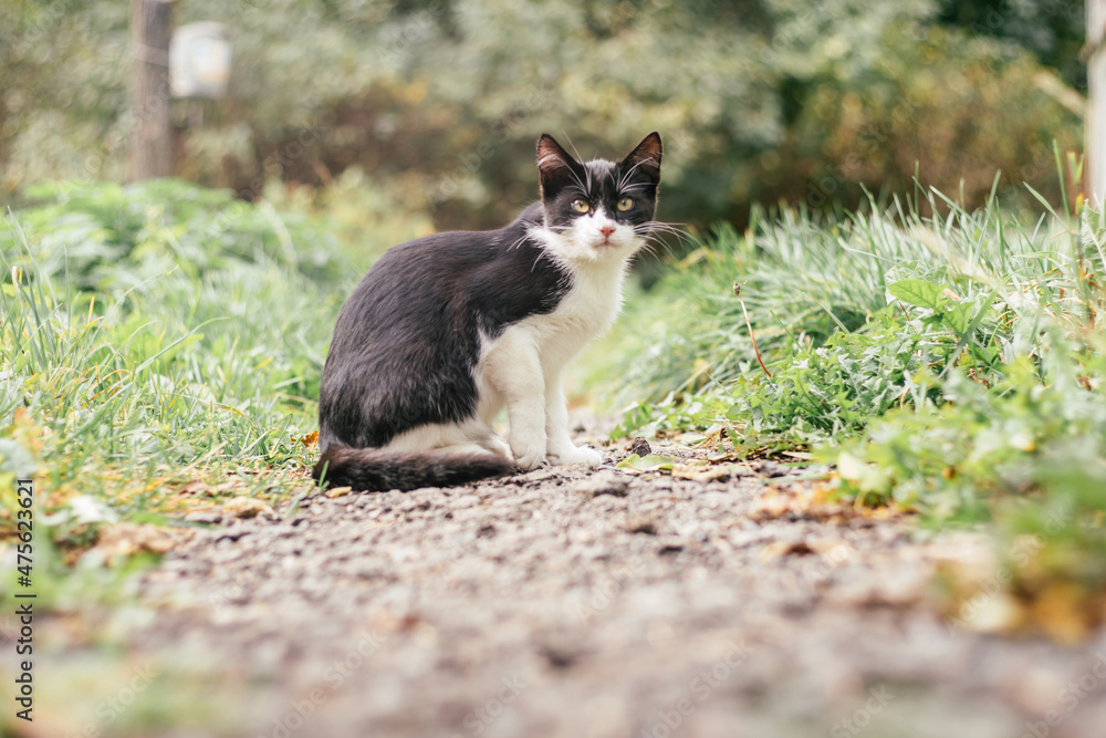 Small black and white kitten 4 months old sits on path among blurred green grass
