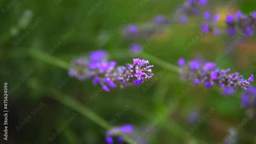 honey bees collecting nectar in lavender fields honey bees collecting nectar in lavender fields