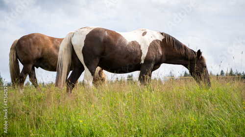 Horses in a meadow © JK