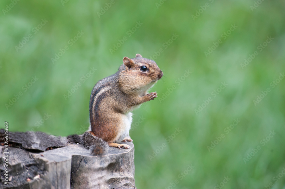 Fototapeta premium Chipmunk sitting on log