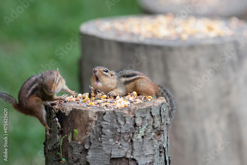 Chipmunk letting another chipmunk to get out of his way