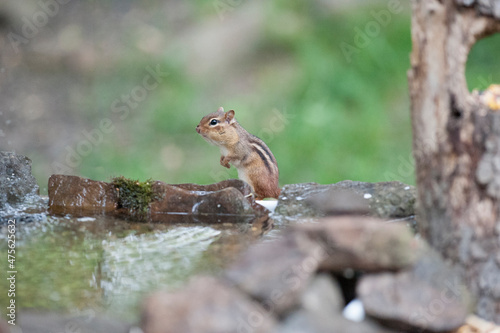 Chipmunk checking out the area © dfriend150