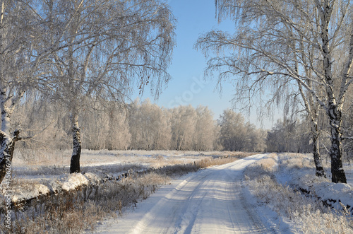 Winter siberian forest