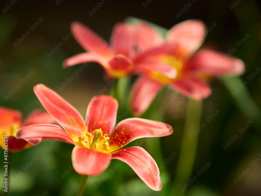 lily in the garden