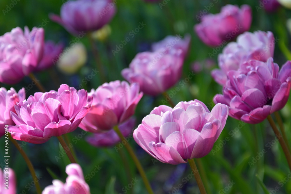 Pink tulips meadow. Spring colourful romantic bouquet