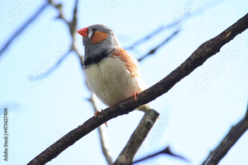 鳥