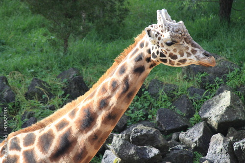 キリンの横顔