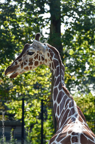 Giraffe , Wildlife animal africa © Vieriu