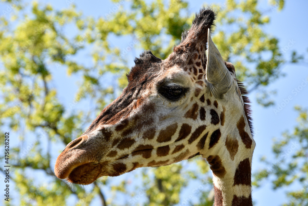 Obraz premium Giraffe , Wildlife animal africa