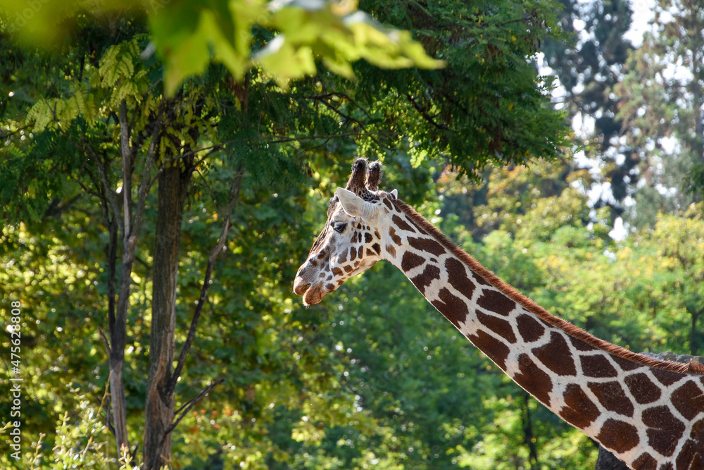 Giraffe , Wildlife animal africa Giraffe , Wildlife animal africa