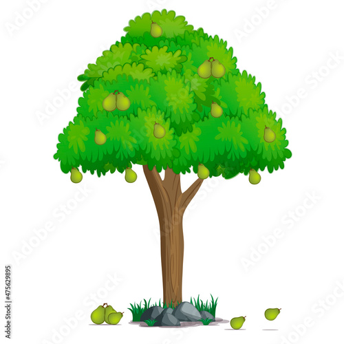 Pear fruit tree on white background