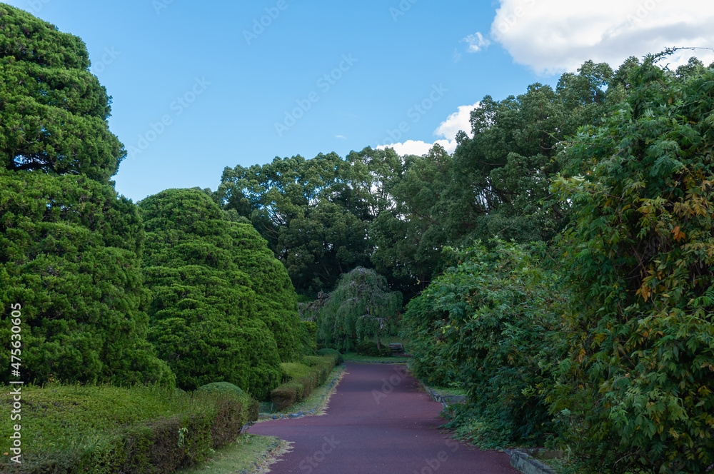 公園の木々と道