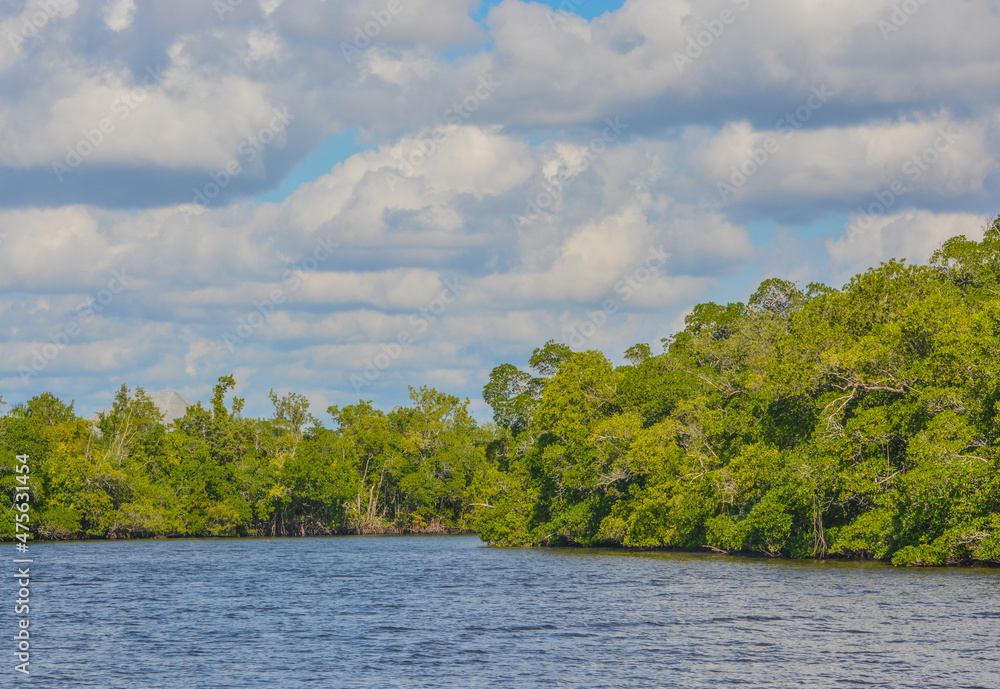 Fototapeta premium Barron River Mangroves in Everglades City, Collier County, Florida