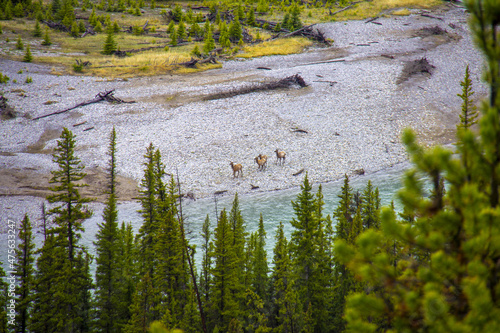 Fototapeta Naklejka Na Ścianę i Meble -  Deer walking in wilderness