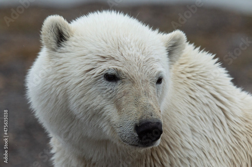 polar bear cub © James