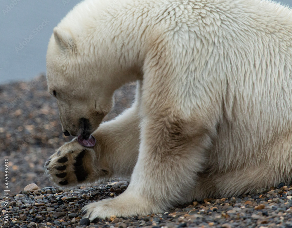 Fototapeta premium polar bear cub