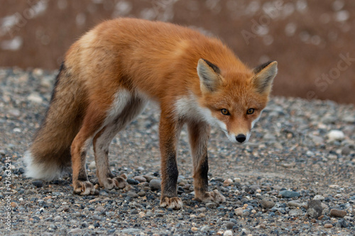red fox vulpes © James