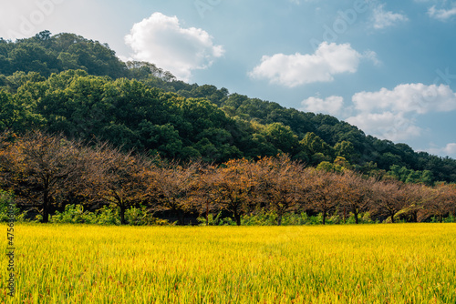 Golden paddy field and mountain in Daegu, Korea photo
