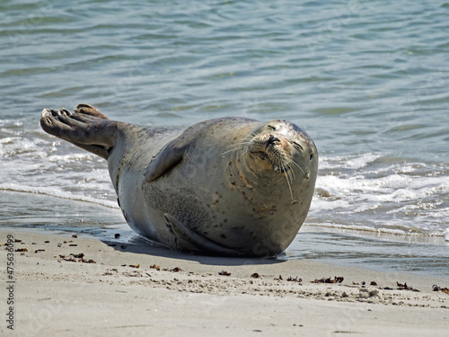 Close-up of a harbor seal on the beach of Helgoland