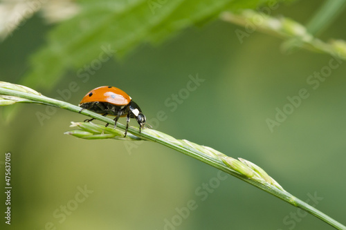 Fotografia Closeup of a ladybug (Coccinella septempunctata) hunting aphids