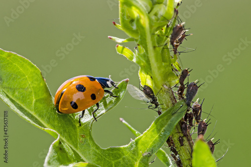 Fotografia Closeup of a ladybug (Coccinella septempunctata) hunting aphids