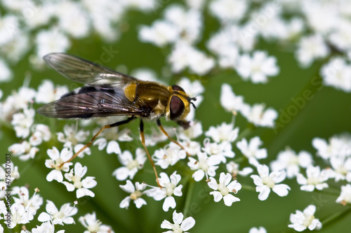 Closeup of a Marmalade Hoverfly (Episyrphus balteatus) on plants photo