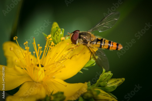 PruhovanÃ¡ (Episyrphus balteatus) sedÃ­ na Å¾lutÃ©m kvÄ›tu photo