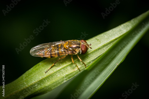 Closeup of a Marmalade Hoverfly (Episyrphus balteatus) on plants photo