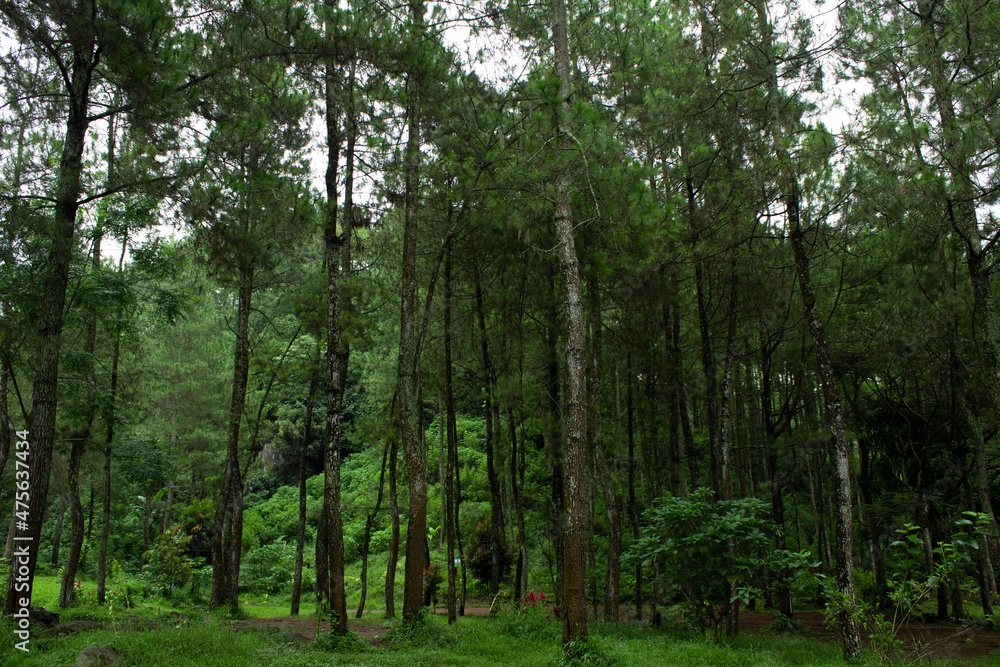 Obraz premium View of pine trees in the forest