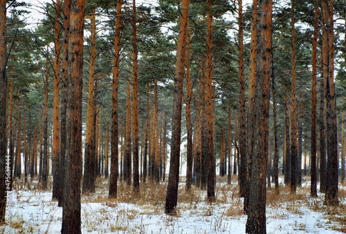 A beautiful pine forest in winter, nature