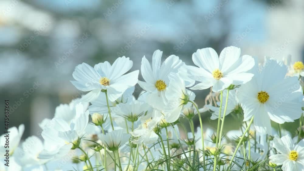 white flowers in the park in the afternoon with soft sunlight and the worker bees swarming the flowers 4่k white flowers in the park in the afternoon with soft sunlight and the worker bees swarming the flowers 4่k
