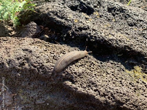 Φωτογραφία Grey Cuban slug on an igneous rock, Oahu, Hawaii