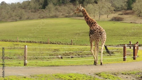Giraffe Taking a Walk at Wildlife Safari