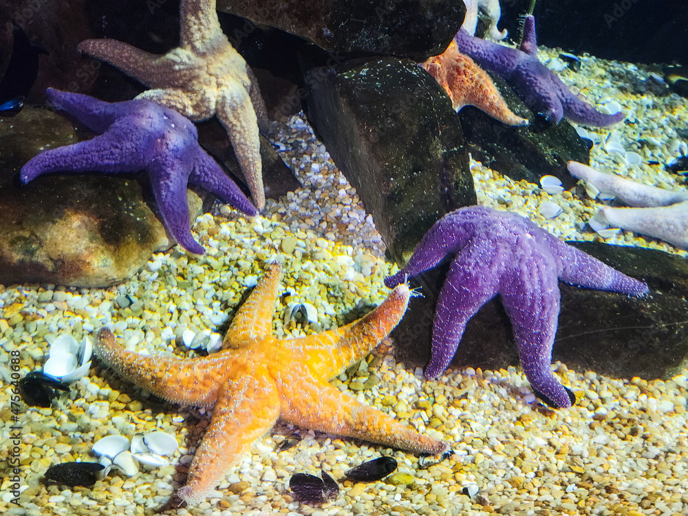 Atlanta Acquarium - starfish
