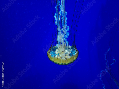 Atlanta Acquarium - Jelly fish