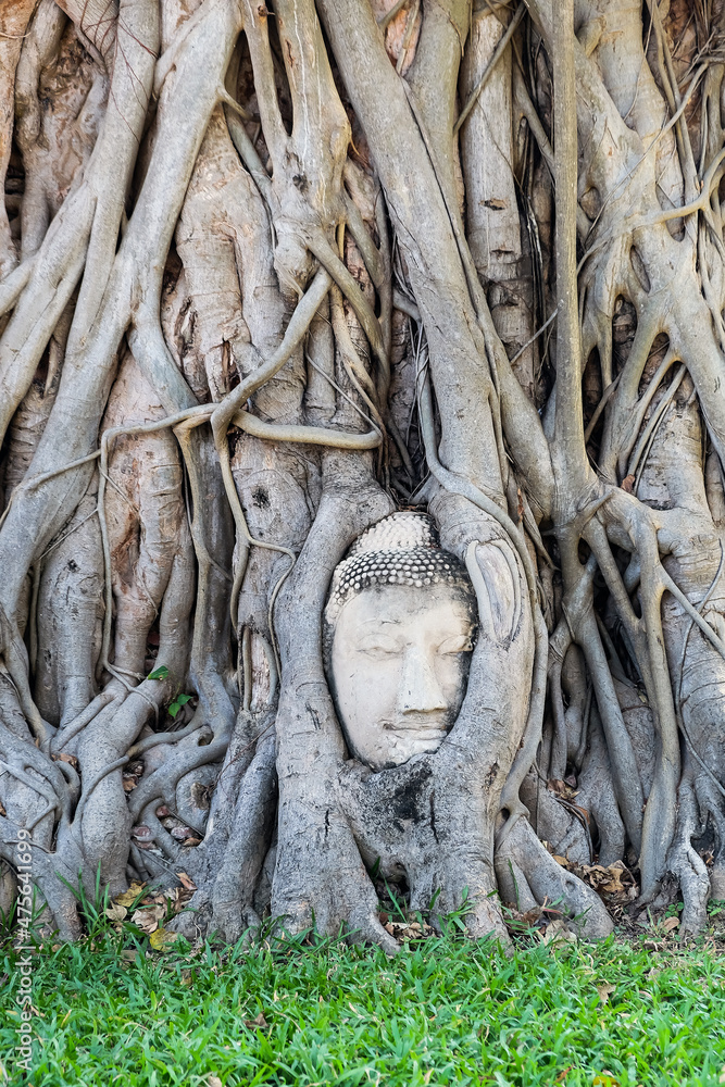 Ayutthaya,Thailand - December14,2021 : Buddha's Head in tree Roots at Wat Mahathat temple,It is one of Ayutthaya's best known temples and a major tourist attraction. Ayutthaya,Thailand - December14,2021 : Buddha's Head in tree Roots at Wat Mahathat temple,It is one of Ayutthaya's best known temples and a major tourist attraction.