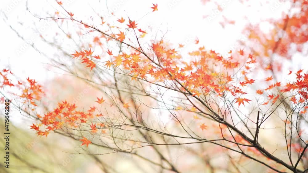 red marple in hangzhou public park in late autumn
red marple in hangzhou public park in late autumn